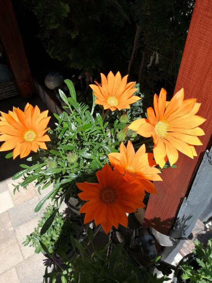 Usis_Ferienwohnung Im Harz Quedlinburg Eksteriør bilde